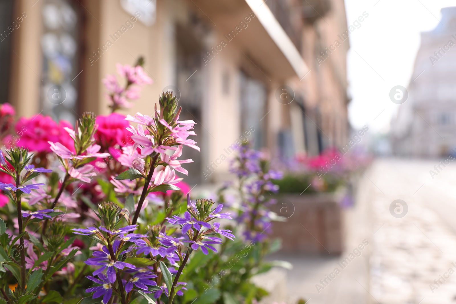 Photo of Beautiful colorful flowers on city street, closeup. Space for text