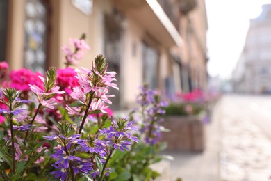 Beautiful colorful flowers on city street, closeup. Space for text