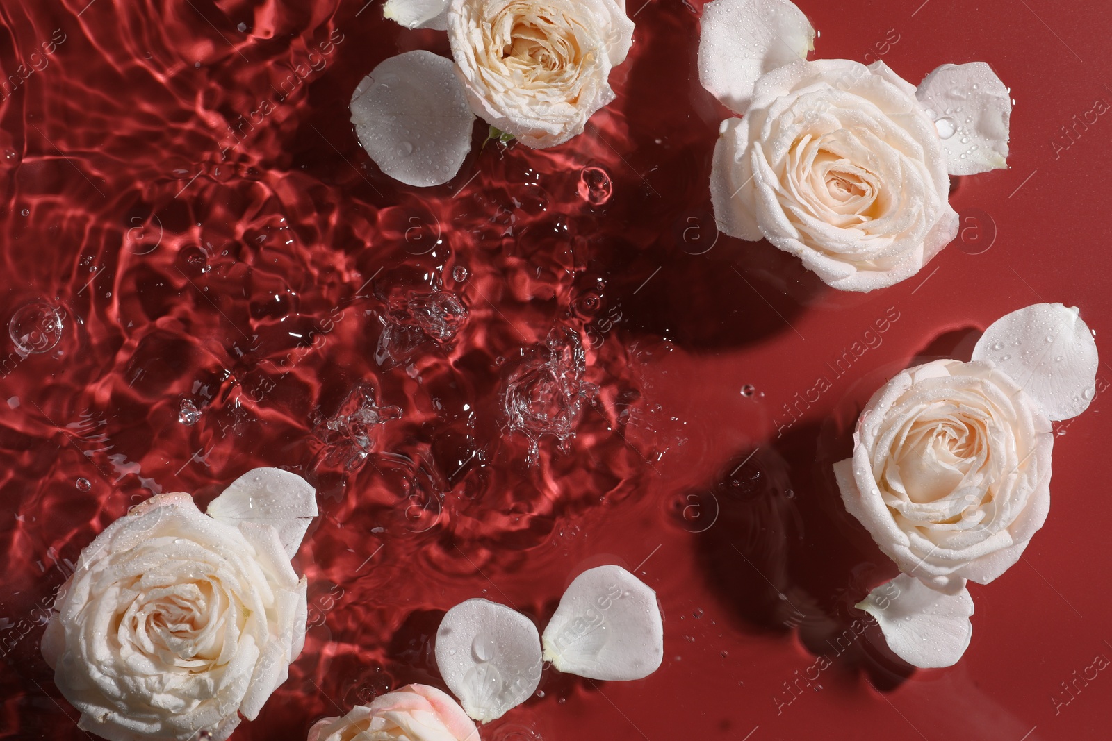 Photo of Beautiful roses and petals in water on burgundy background, top view