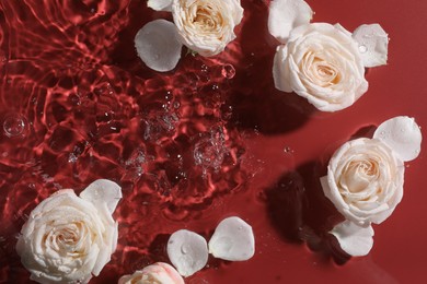 Photo of Beautiful roses and petals in water on burgundy background, top view