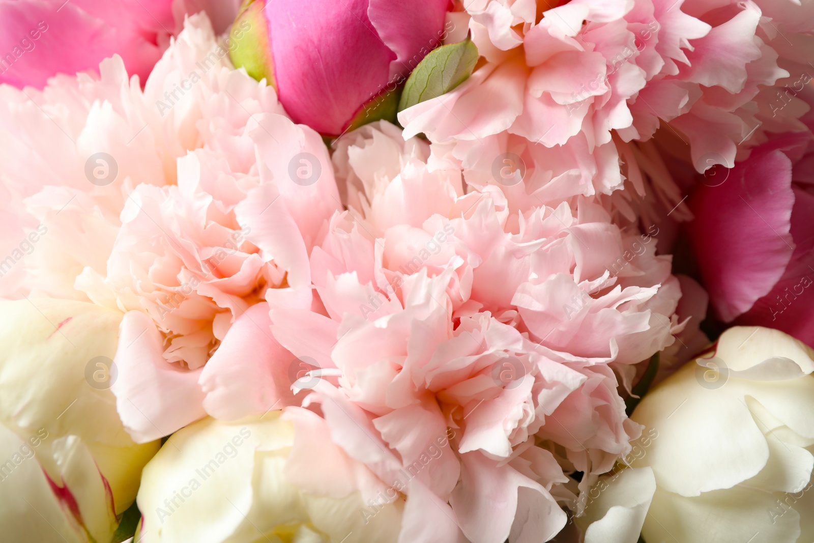 Photo of Beautiful peony bouquet as background, closeup view