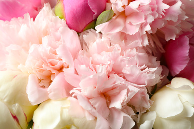 Beautiful peony bouquet as background, closeup view