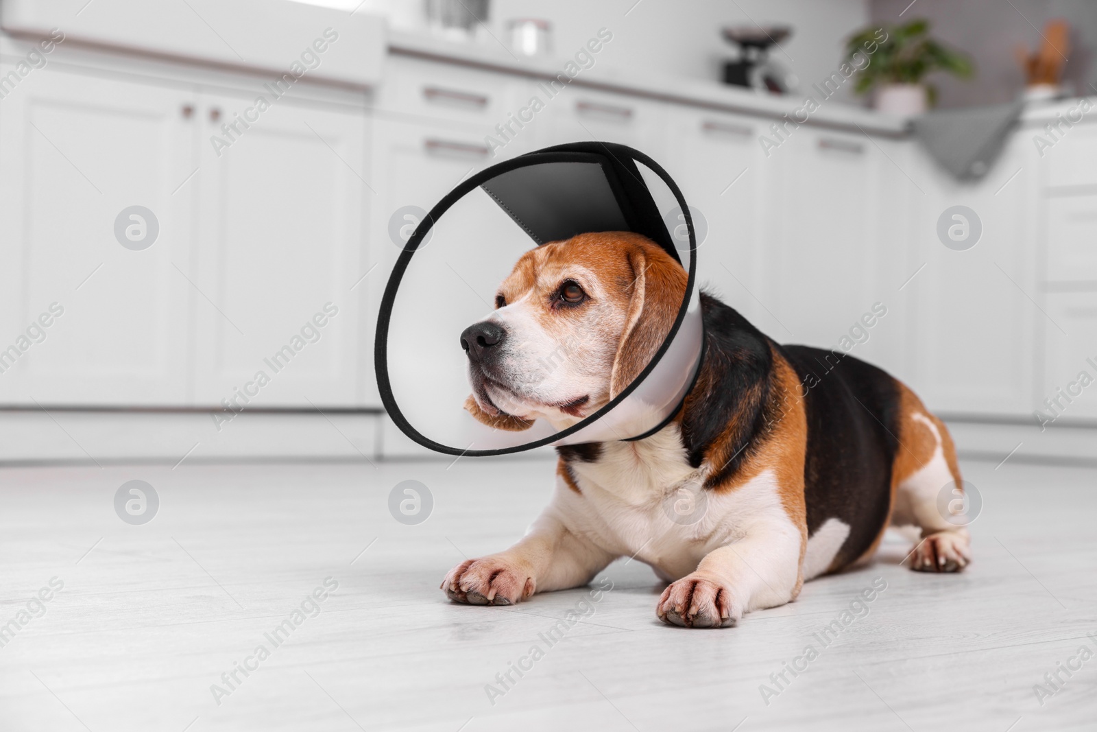 Photo of Adorable Beagle dog wearing medical plastic collar on floor indoors