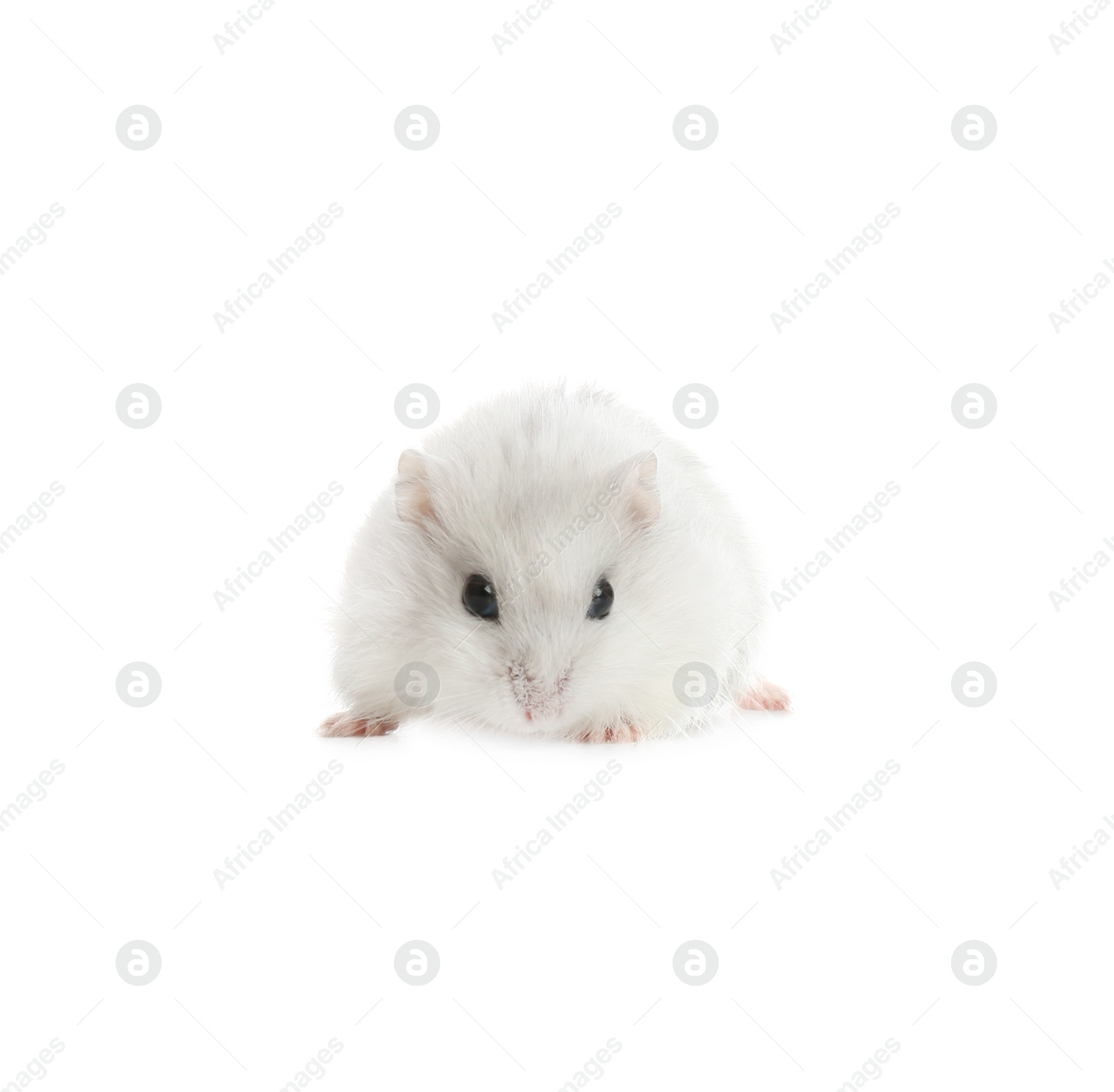 Photo of Cute funny pearl hamster on white background