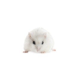 Photo of Cute funny pearl hamster on white background