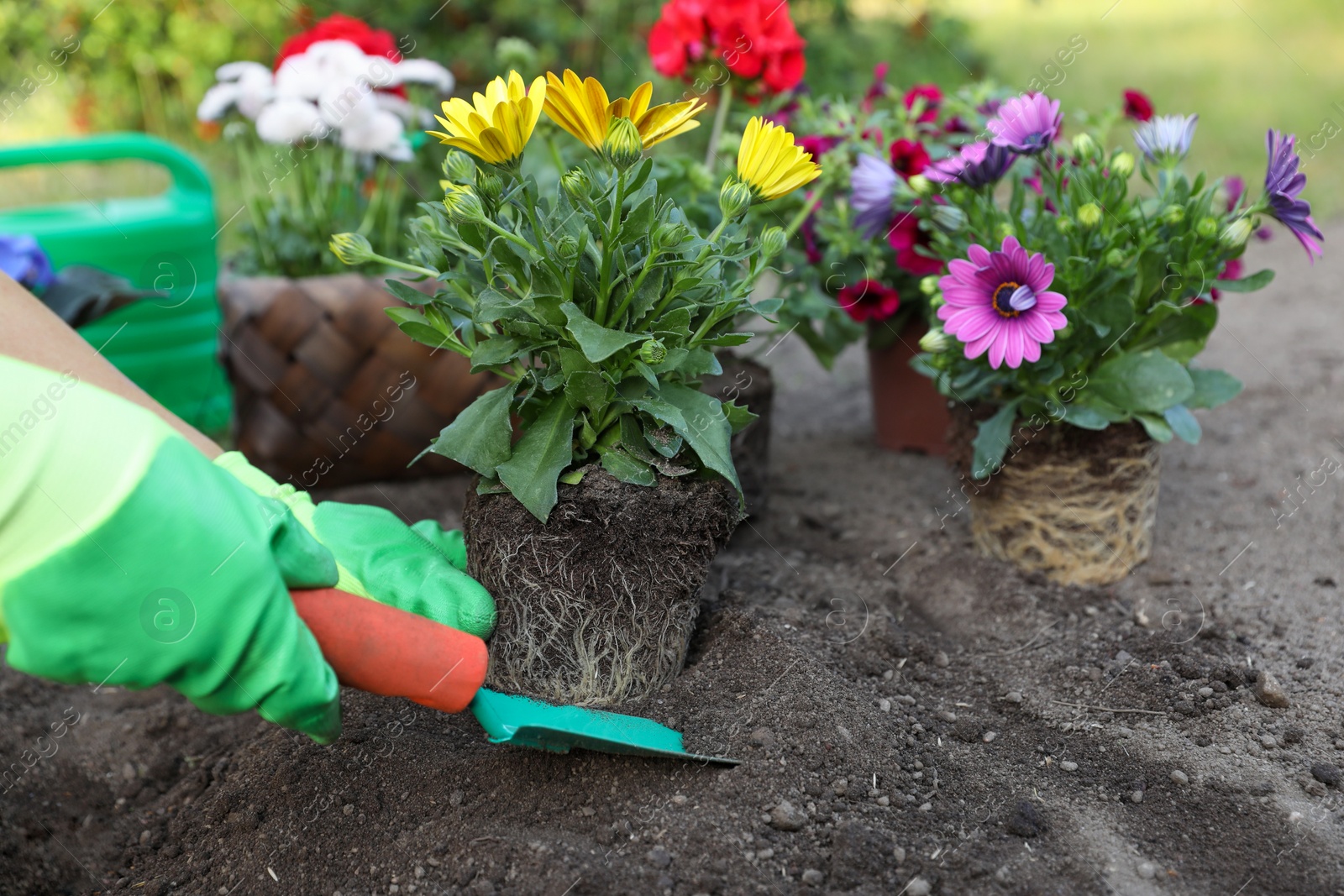 Photo of Woman in gardening gloves planting beautiful blooming flowers outdoors, closeup