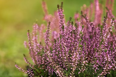 Photo of Heather shrubs with beautiful flowers outdoors on spring day