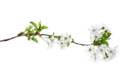 Spring branch with beautiful blossoms and leaves isolated on white