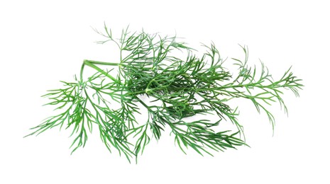 Sprigs of fresh dill isolated on white