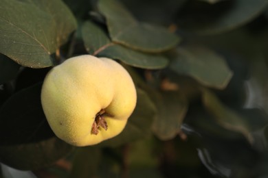 Photo of Quince tree branch with fruit outdoors, closeup. Space for text