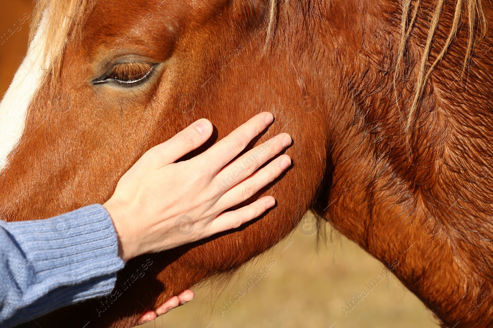 Photo of Woman petting beautiful horse outdoors on sunny day, closeup