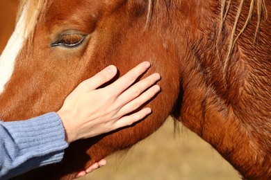 Woman petting beautiful horse outdoors on sunny day, closeup