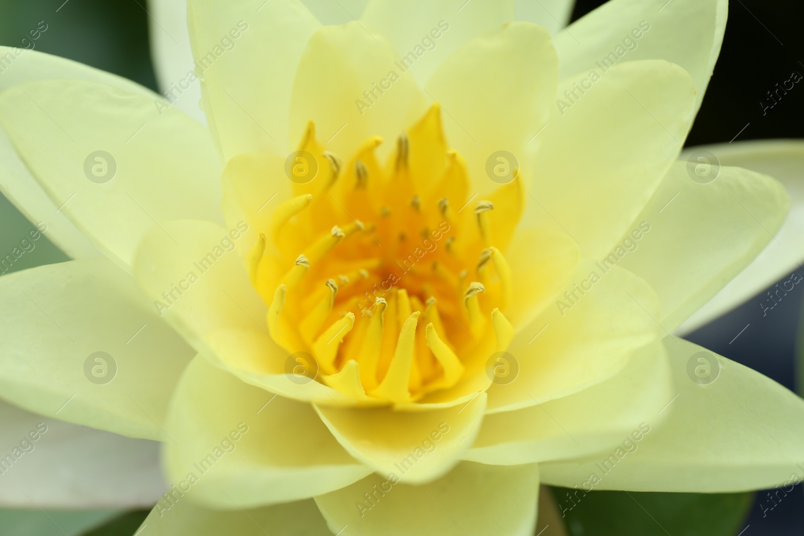 Photo of Beautiful blooming white lotus flower, closeup view