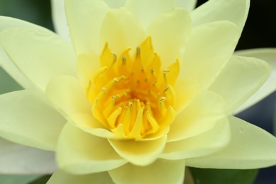 Beautiful blooming white lotus flower, closeup view