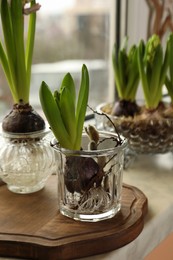 Photo of Spring is coming. Beautiful bulbous plants on windowsill indoors