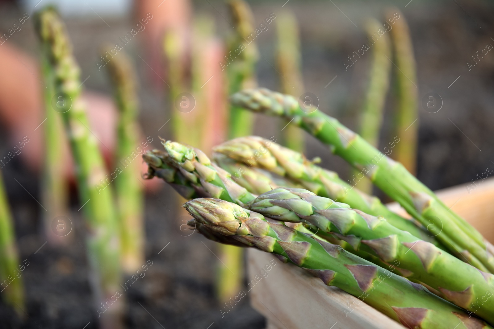 Photo of Wooden crate with fresh asparagus in field, closeup