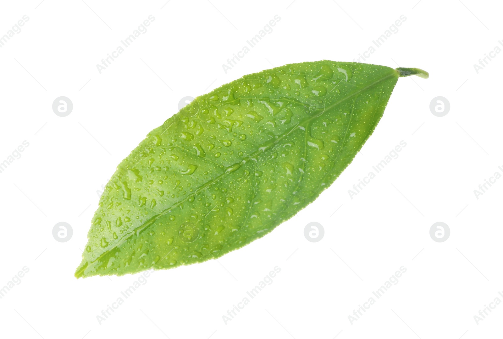 Photo of Fresh green citrus leaf with water drops isolated on white