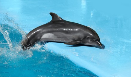 Photo of Dolphin near pool at marine mammal park