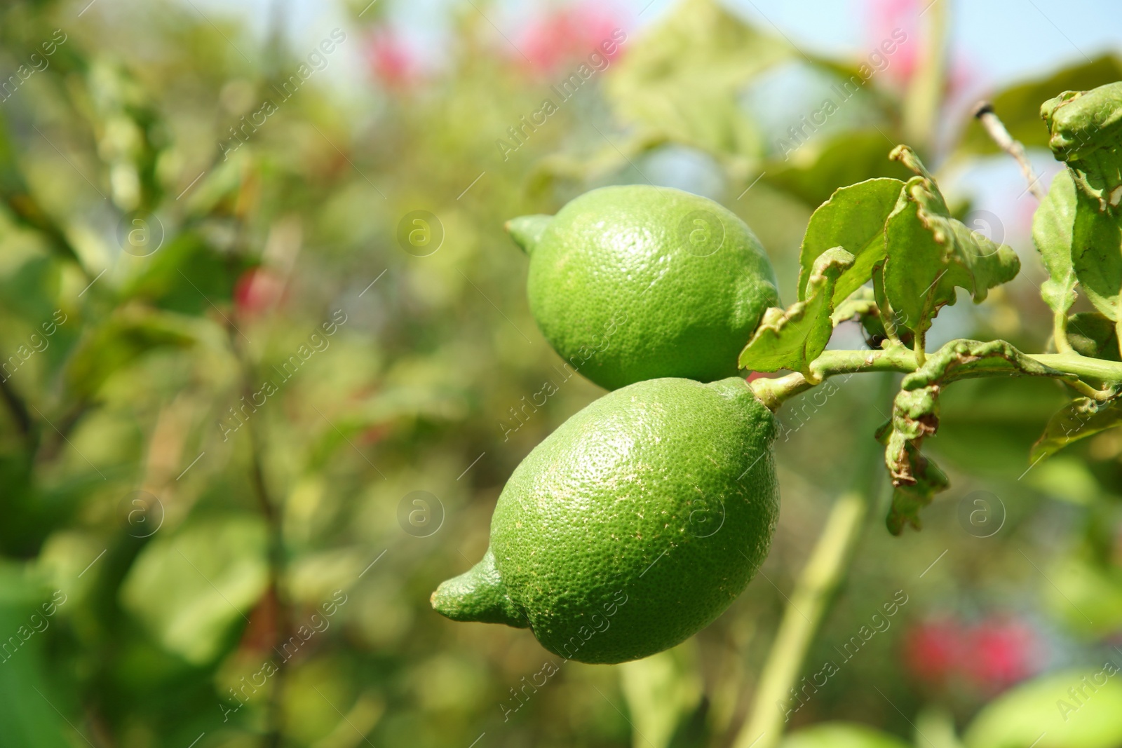 Photo of Unripe green lemons growing on tree outdoors, space for text. Citrus fruit