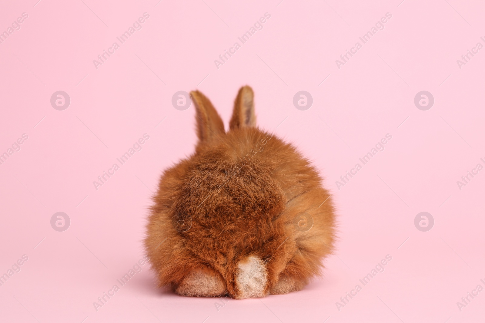 Photo of Adorable fluffy bunny on pink background, back view. Easter symbol