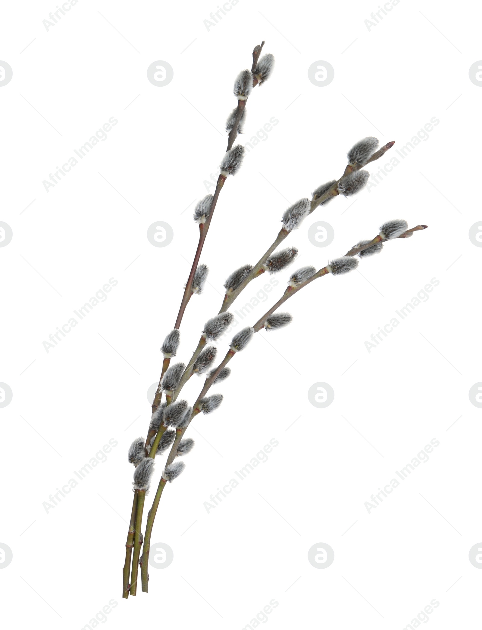 Photo of Beautiful blooming pussy willow branches on white background