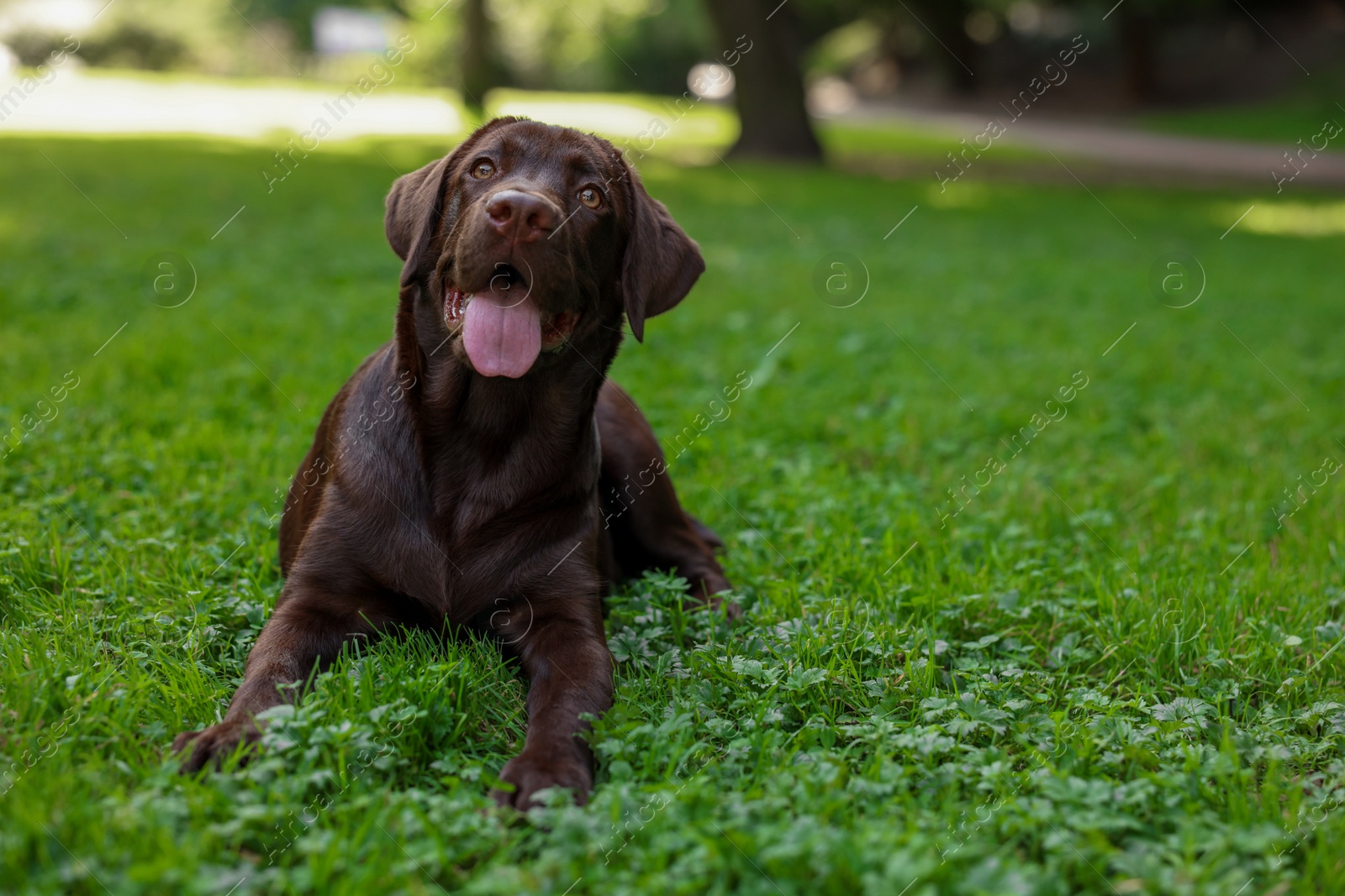 Photo of Adorable Labrador Retriever dog lying on green grass in park, space for text