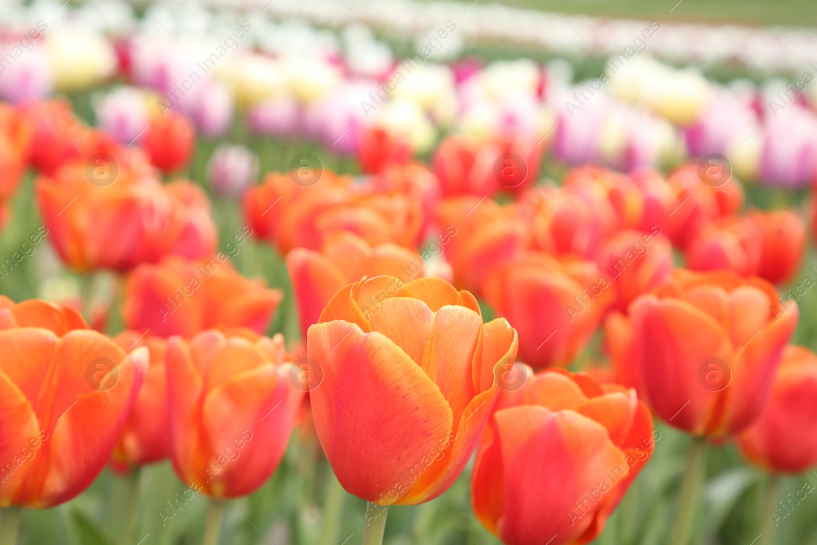 Photo of Beautiful colorful tulip flowers growing in field, closeup
