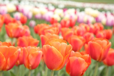 Beautiful colorful tulip flowers growing in field, closeup