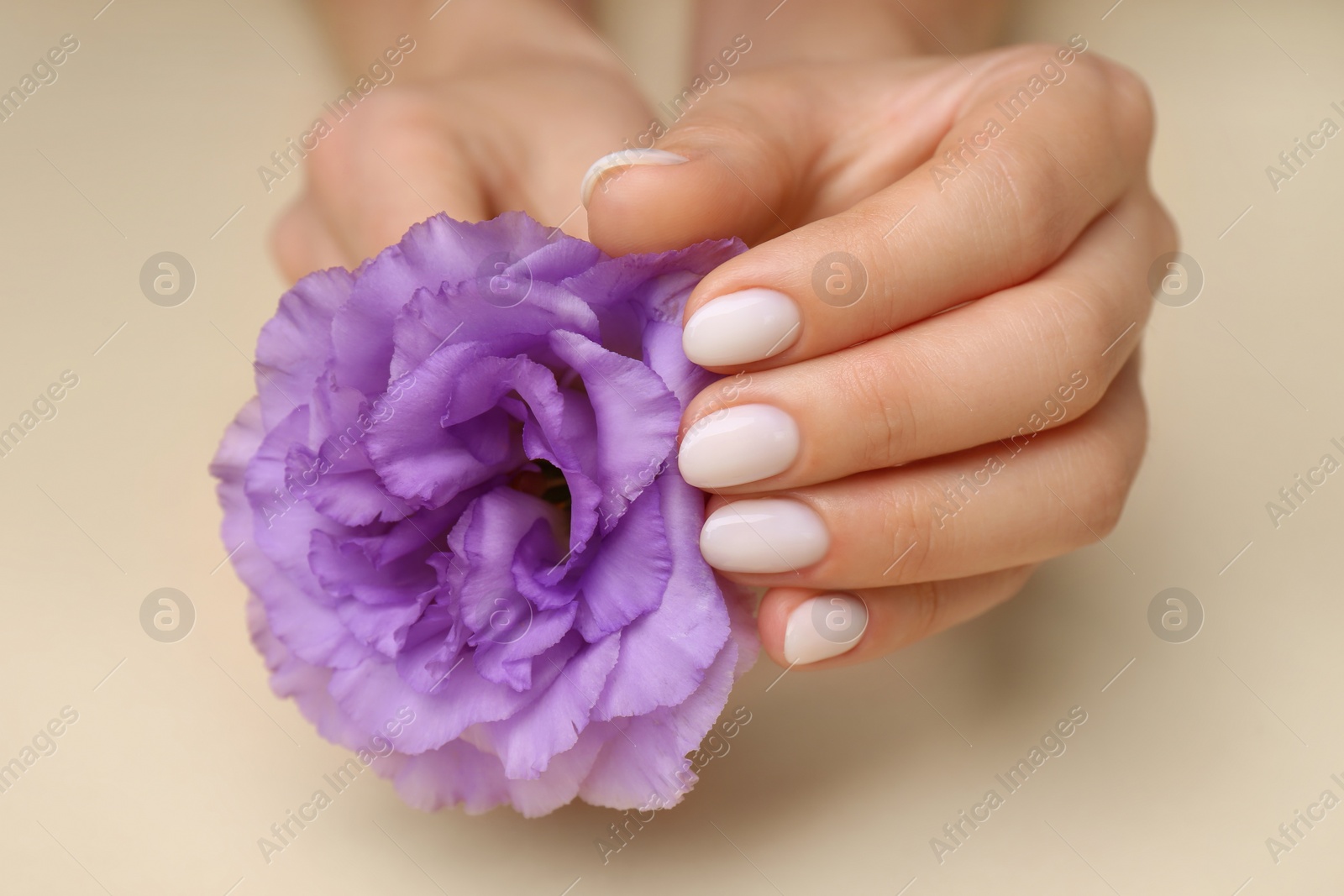 Photo of Woman with white nail polish holding violet eustoma flower on beige background, closeup