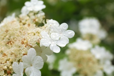 Photo of Beautiful Viburnum flowers with dew drops outdoors, closeup. Space for text