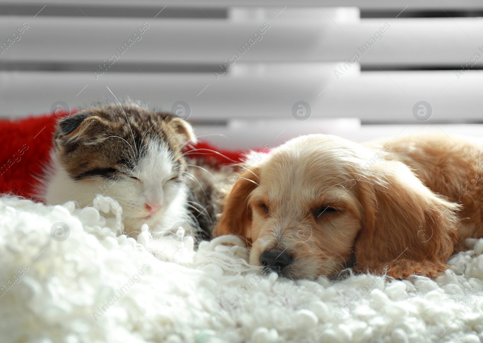 Photo of Adorable little kitten and puppy sleeping on plaid indoors