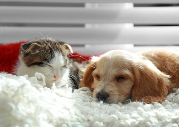 Adorable little kitten and puppy sleeping on plaid indoors