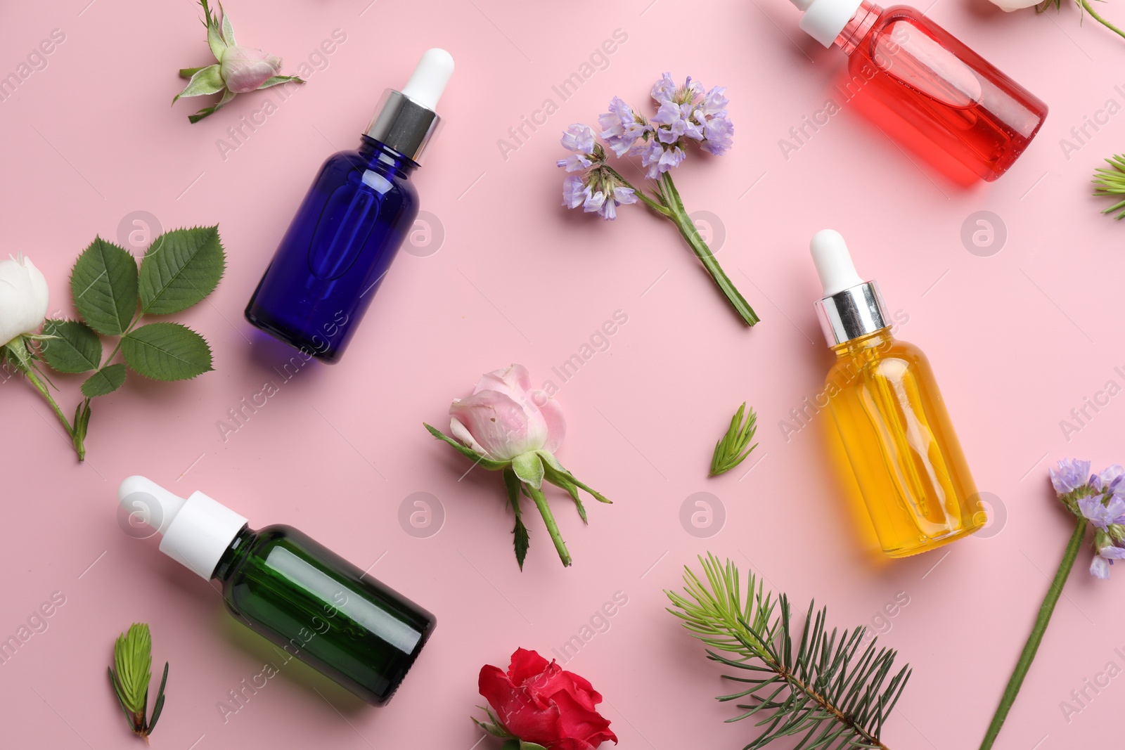 Photo of Aromatherapy. Different essential oils, flowers and fir twigs on pink background, flat lay