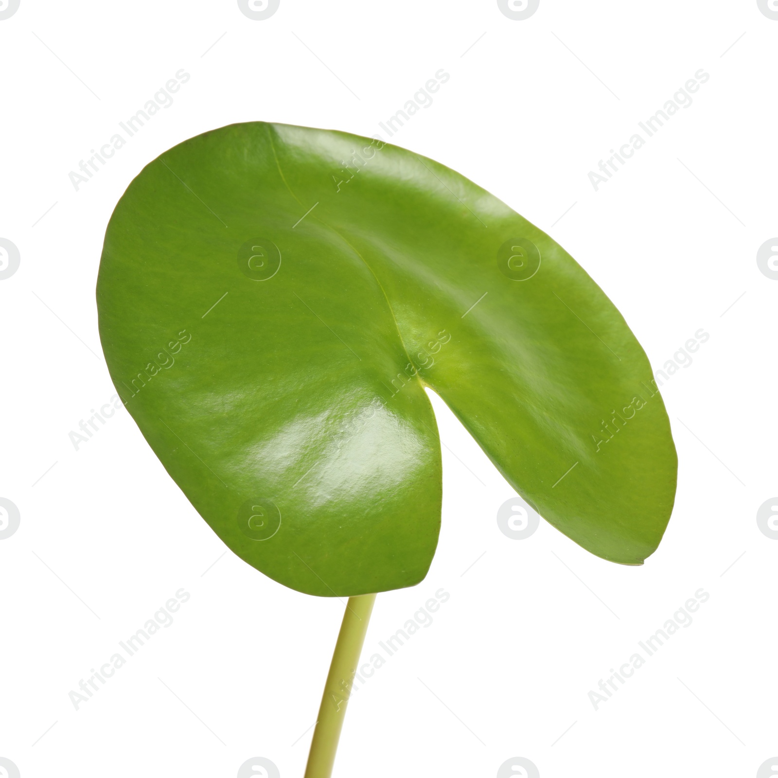 Photo of Beautiful green lotus leaf isolated on white