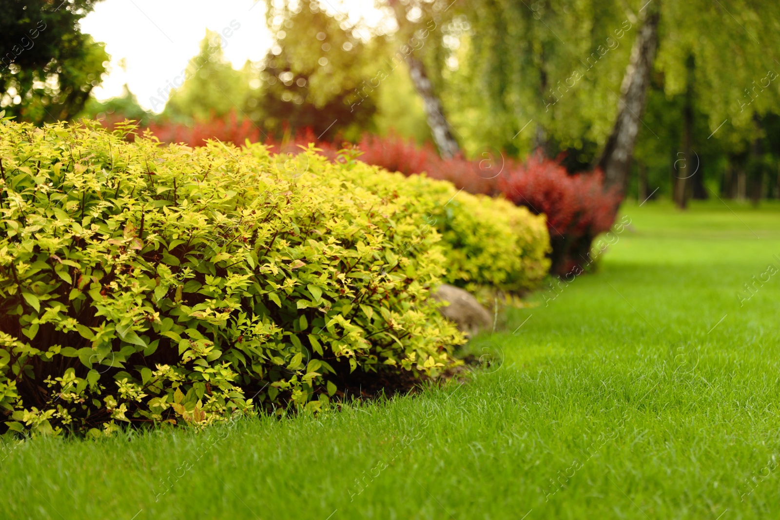 Photo of Picturesque landscape with beautiful green lawn on sunny day. Gardening idea