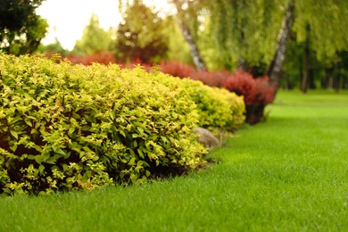 Picturesque landscape with beautiful green lawn on sunny day. Gardening idea
