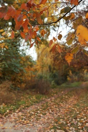 View of forest on autumn day, focus on branch