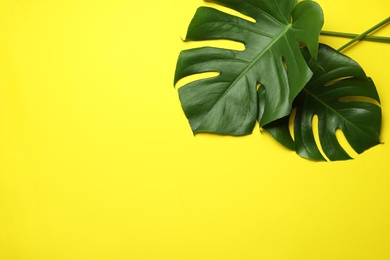Flat lay composition with tropical monstera leaves and space for text on color background