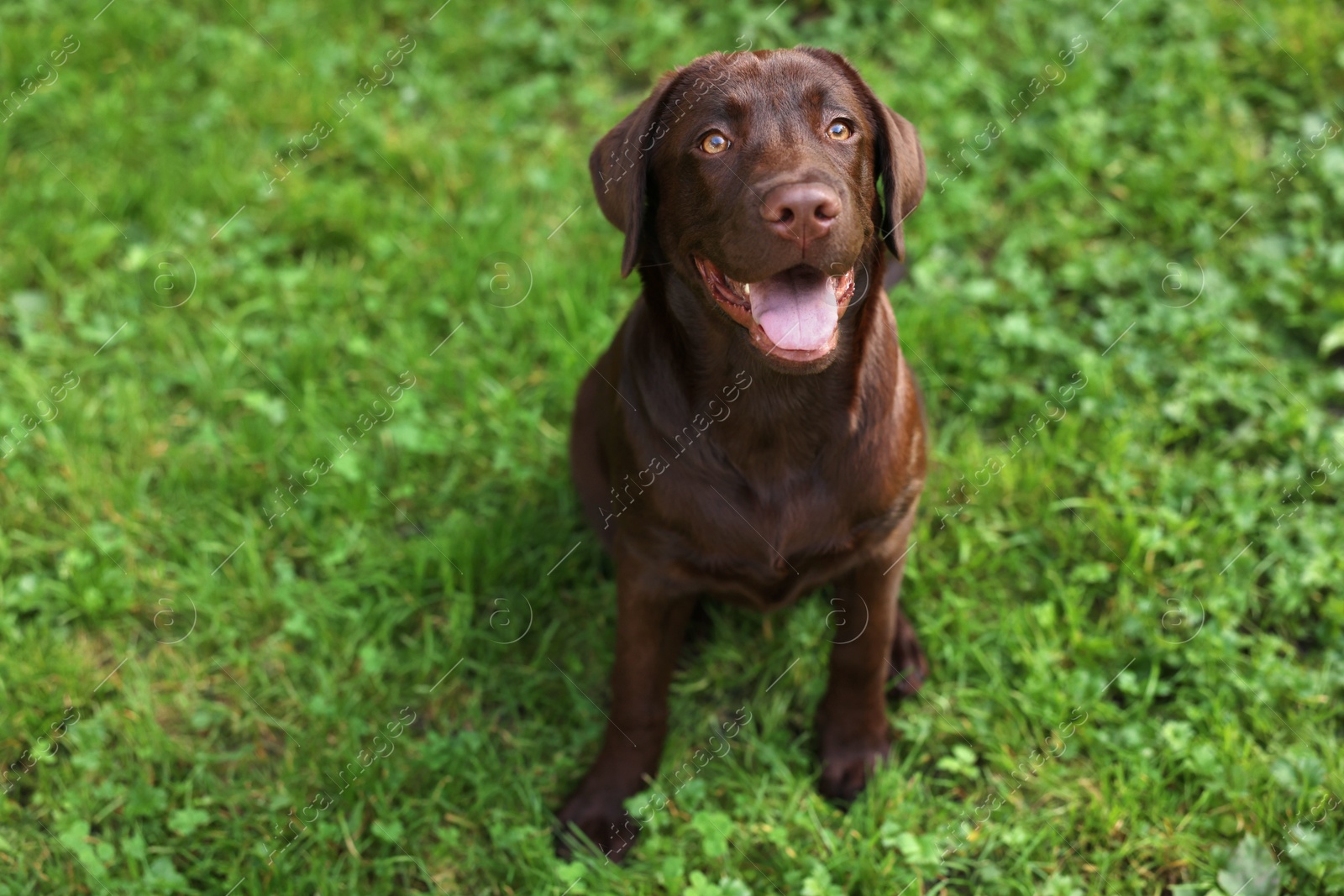 Photo of Adorable Labrador Retriever dog sitting on green grass in park. Space for text