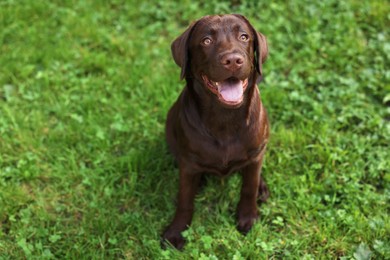 Photo of Adorable Labrador Retriever dog sitting on green grass in park. Space for text