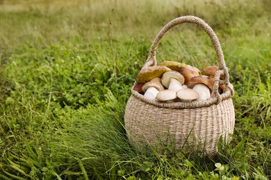 Photo of Wicker basket with fresh wild mushrooms outdoors, space for text