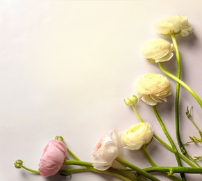 Image of Beautiful ranunculus flowers on white background, top view