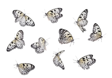 Amazing large tree nymph butterflies flying on white background