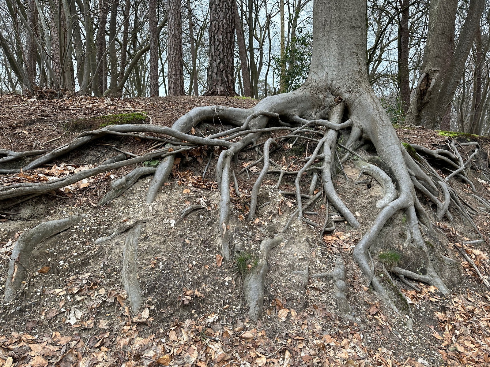 Photo of Tree with roots showing above ground in forest