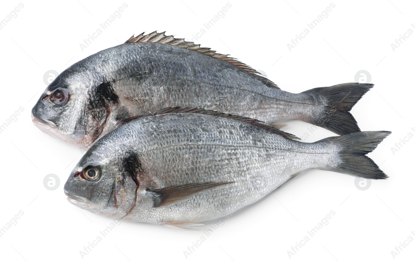 Photo of Fresh raw dorado fish isolated on white