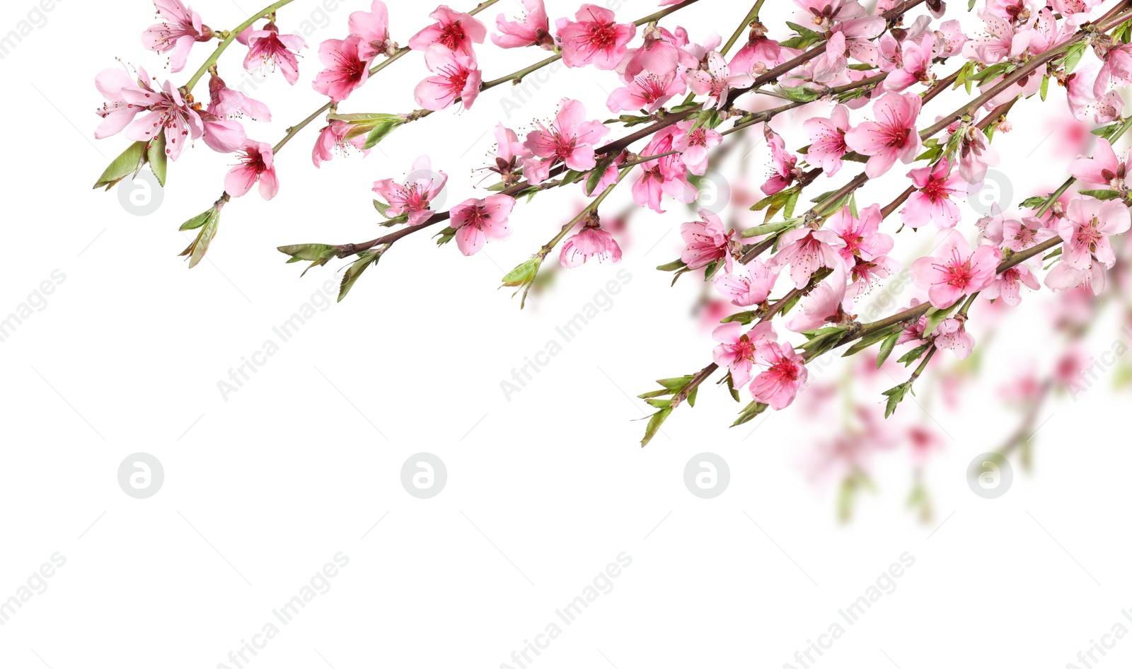 Image of Beautiful sakura tree branches with delicate pink flowers on white background