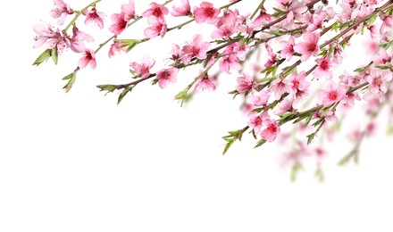 Image of Beautiful sakura tree branches with delicate pink flowers on white background