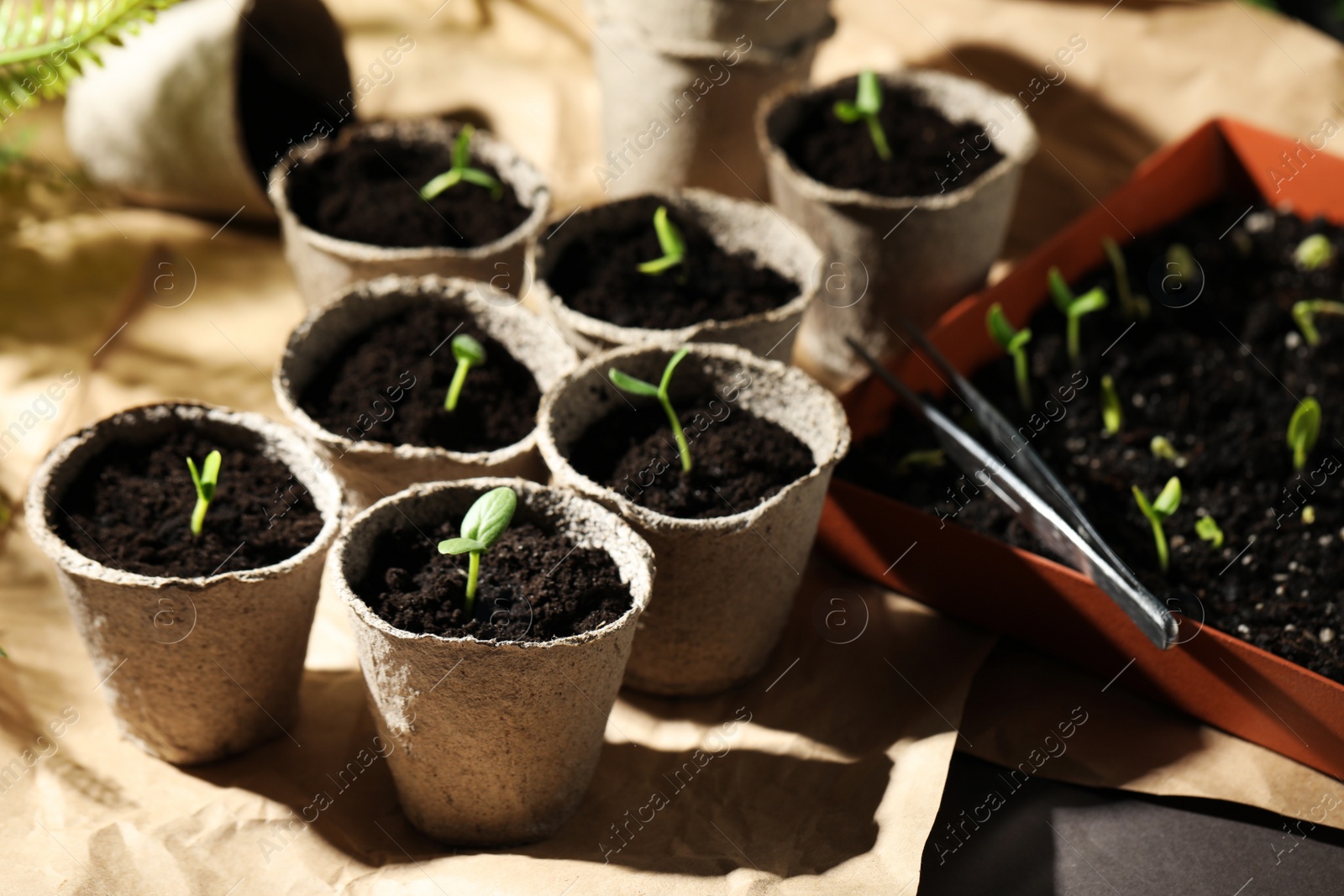 Photo of Young seedlings in peat pots on table