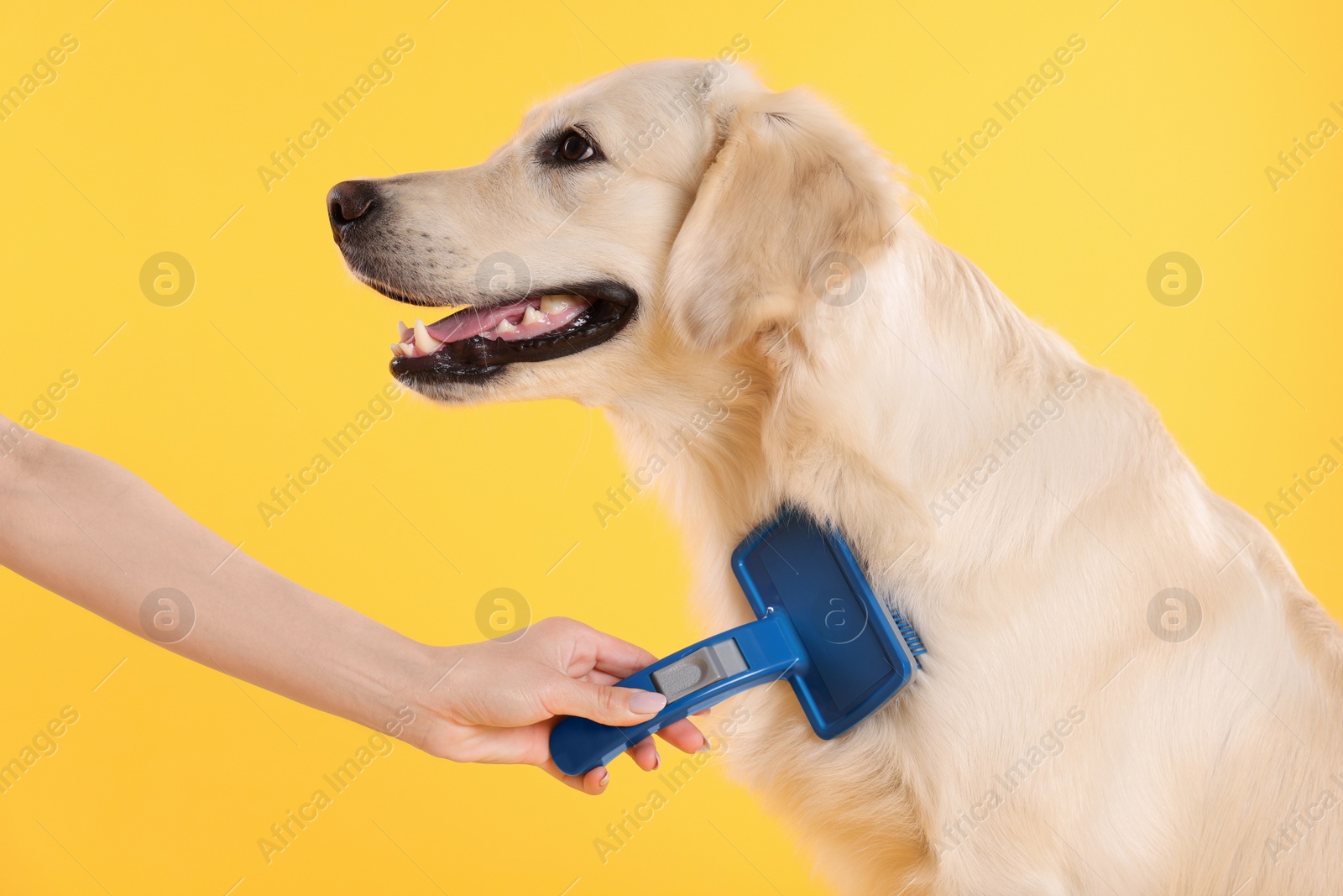 Photo of Woman brushing cute Labrador Retriever dog's hair on yellow background, closeup