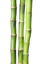 Photo of Beautiful green bamboo stems on white background